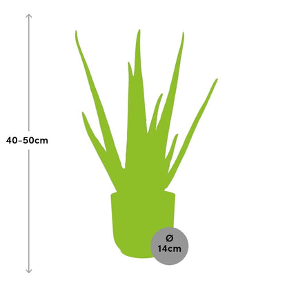 Kamerplant - Aloe Vera - Pot Ø 14cm Hoogte ↕ 12cm