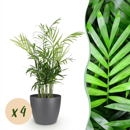 Kamerplant 4x Chamaedorea elegans - Goudpalm - Pot Ø 12cm Hoogte ↕ 15cm