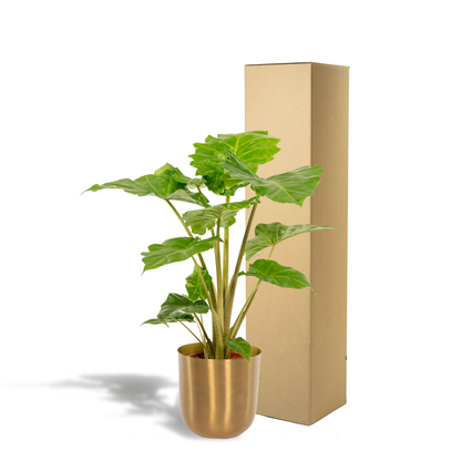 Kamerplant - Alocasia Portodora - Inclusief sierpot - Pot Ø 21cm Hoogte ↕ 80cm