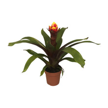 Kamerplant - Guzmania Crown - Pot Ø 12cm Hoogte ↕ 45cm