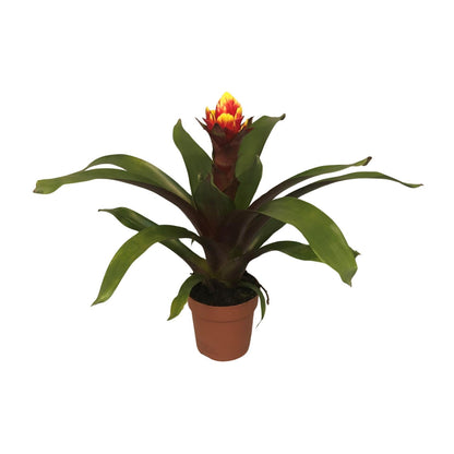 Kamerplant - Guzmania Crown - Pot Ø 12cm Hoogte ↕ 45cm