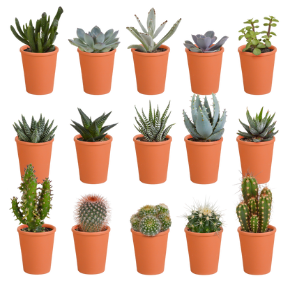 Kamerplant 15x Cactus en vetplanten mix - in terracotta pot - Pot Ø 5.5cm