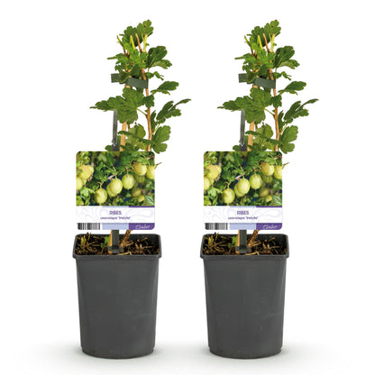 Buitenplant 2x Ribes uva-crispa 'Invicta' - Kruisbes - Pot Ø 11cm Hoogte ↕ 40cm