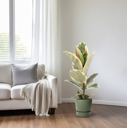Kamerplant - Ficus Elastica Tineke - Pot Ø 17cm Hoogte ↕ 55cm