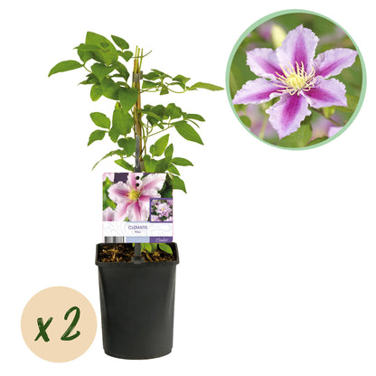 Buitenplant 2x Clematis Piilu - Bloeiend - Pot Ø 11cm Hoogte ↕ 40cm