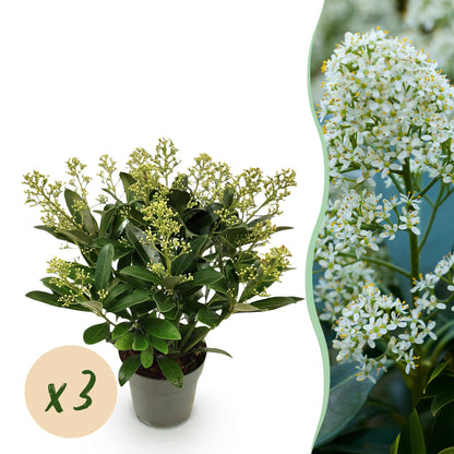 Buitenplant 3x Skimmia japonica Finchy - Wit Bloeiend - Winterhard - Pot Ø 15cm Hoogte ↕ 30cm