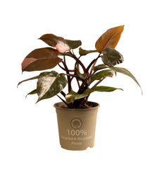 Kamerplant - Philodendron Pink Princess - Pot Ø 15cm Hoogte ↕ 35cm