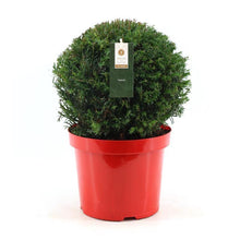 Buitenplant - Taxus Ball - Winterhard - Pot Ø 26cm Hoogte ↕ 45cm
