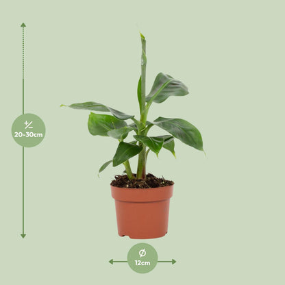 Kamerplant - Musa Tropicana - Pot Ø 12cm Hoogte ↕ 27cm