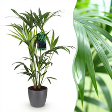 Kamerplant - Howea Forsteriana Kentia Palm - Pot Ø 19cm Hoogte ↕ 80-85cm