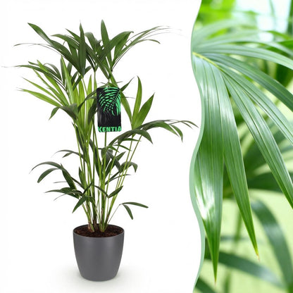 Kamerplant - Howea Forsteriana Kentia Palm - Pot Ø 19cm Hoogte ↕ 80-85cm
