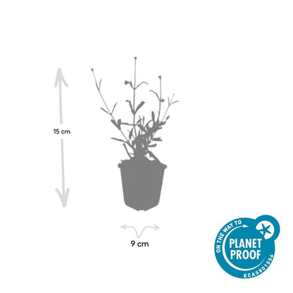 Buitenplant 48x Verbena bon. 'Lollipop' - Pot Ø 9cm Hoogte ↕ 10-25cm
