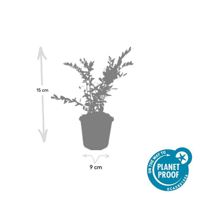 Buitenplant 6x Lonicera pileata - Pot Ø 9cm Hoogte ↕ 10-25cm