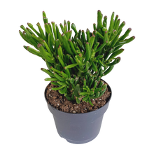 Kamerplant - Crassula Gollum - Pot Ø 17cm