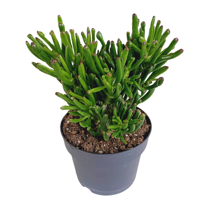 Kamerplant - Crassula Gollum - Pot Ø 17cm