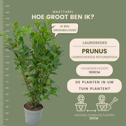 Buitenplant 20x Laurierkers Rotundifolia - Haagsortiment - Pot 15L Hoogte ↕ 125-150cm