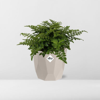 Kamerplant - Asplenium Parvati - Pot Ø 14cm