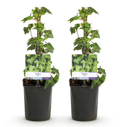 Buitenplant 2x Hedera helix 'Glacier' - Klimplant Bont Blad - Groenblijvend - Pot Ø 11cm Hoogte ↕ 40cm