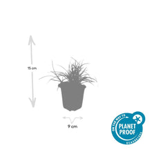 Buitenplant 60x Luzula nivea - Pot Ø 9cm Hoogte ↕ 10-25cm
