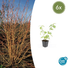 Buitenplant 6x Cornus sang. 'Anny's Winter Orange' - Pot Ø 9cm Hoogte ↕ 10-25cm