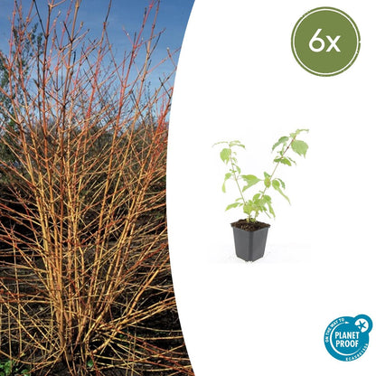 Buitenplant 6x Cornus sang. 'Anny's Winter Orange' - Pot Ø 9cm Hoogte ↕ 10-25cm