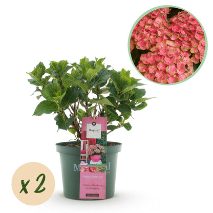 Buitenplant 2x Hydrangea Magical Green Fire - Roze-Groen Bloeiend - Pot Ø 23cm Hoogte ↕ 55cm
