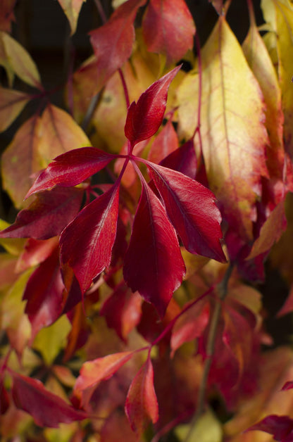 Buitenplant - Parthenocissus henryana - Chinese Wilde Wingerd - Pot Ø 15cm Hoogte ↕ 65cm