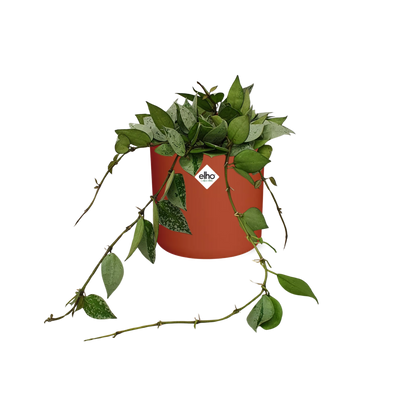 Kamerplant - Hoya Krohniana Eskimo - Inclusief sierpot - Pot Ø 14cm