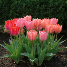 Buitenplant - Bloembollen Tulp Pink en Red - Roze en Rood - 40 stuks bolmaat 10/12