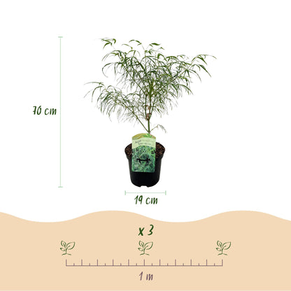 Buitenplant - Acer palmatum Koto-no-ito - Bladverliezend - Pot Ø 19cm Hoogte ↕ 70cm
