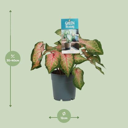 Kamerplant - Caladium Roze - Pot Ø 12cm Hoogte ↕ 25cm