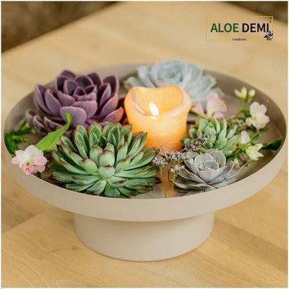 Kamerplant - ROOTLESS Echeveria Medium Mix GIY Box