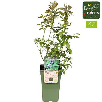 Buitenplant - Vaccinium corymbosum 'Reka' - Blauwe bes - Pot Ø 13cm Hoogte ↕ 45cm