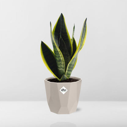 Kamerplant - Sansevieria Futura Superba - Pot Ø 14cm