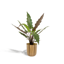 Kamerplant - Alocasia Lauterbachiana - Inclusief sierpot - Pot Ø 19cm Hoogte ↕ 80cm