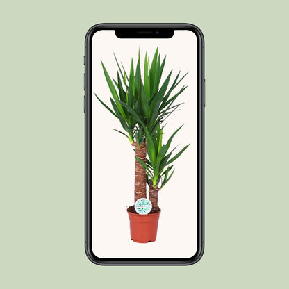 Kamerplant - Yucca - Pot Ø 17cm Hoogte ↕ 80cm
