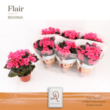 Kamerplant - Begonia Adonia Flair - Bloeiend - Pot Ø 14cm Hoogte ↕ 31cm