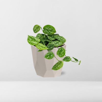 Kamerplant - Scindapsus Pictus 'Argyraeus' - Hangplant - Pot Ø 14cm