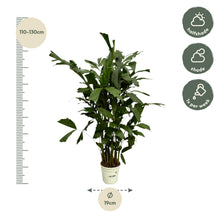 Kamerplant - Caryota Mitis - Pot Ø 21cm Hoogte ↕ 120cm