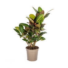 Kamerplant - Codiaeum 'Croton' Petra - Pot Ø 21cm Hoogte ↕ 60-80cm