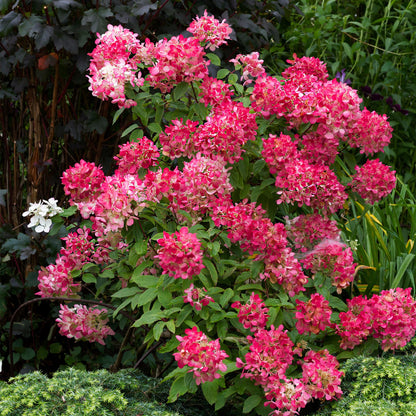 Buitenplant 3x Hydrangea panniculata 'Pink Diamond' - Bloeiend - Pot Ø 17cm Hoogte ↕ 50cm