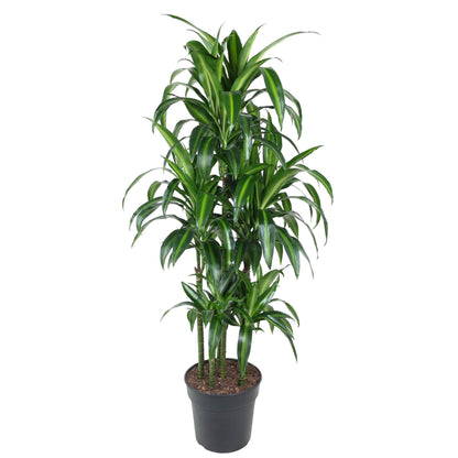 Kamerplant - Dracaena Hawaiiana Carrousel - Luchtzuiverend - Pot Ø 31cm Hoogte ↕ 150cm