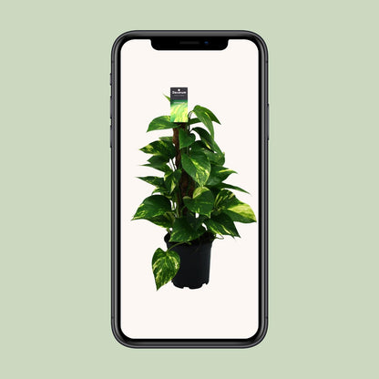 Kamerplant - Scindapsus (Epipremnum) - Pot Ø 15cm Hoogte ↕ 50cm