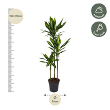 Kamerplant - Dracaena Cintho - Pot Ø 24cm Hoogte ↕ 160cm