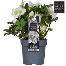 Buitenplant - Helleborus Niger 'Christmas Carol' - Winterhard - Bloeiend - Pot Ø 14cm Hoogte ↕ 30cm