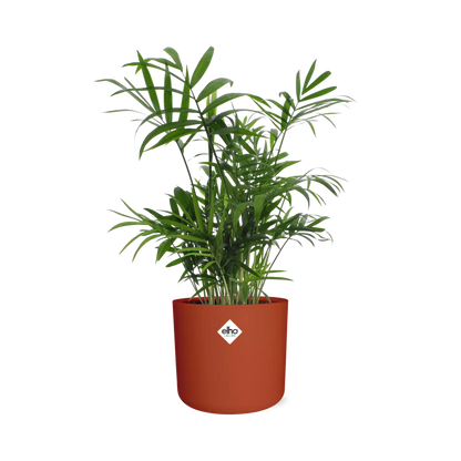 Kamerplant - Chamaedorea - Luchtzuiverend - Pot Ø 14cm