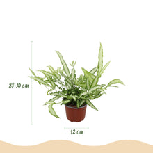 Kamerplant 4x Pteris cretica Albolineata - Lintvaren - Pot Ø 12cm Hoogte ↕ 20cm