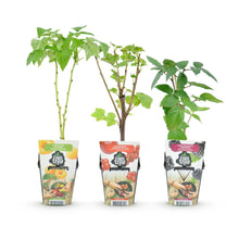 Buitenplant 3x Fruitplanten Tricolour - Rode Bes, Framboos, Zwarte Braam - Pot Ø 9cm