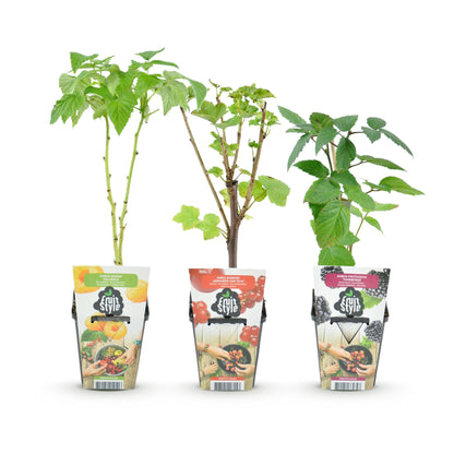 Buitenplant 3x Fruitplanten Tricolour - Rode Bes, Framboos, Zwarte Braam - Pot Ø 9cm