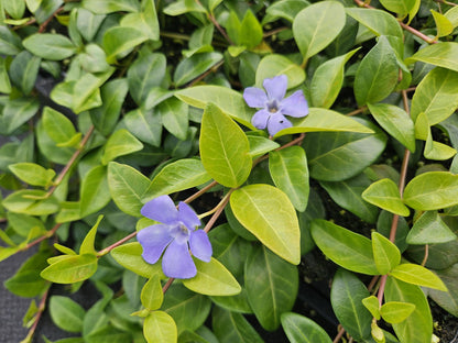 Buitenplant 6x Vinca minor 'La Grave' - Bloeiend - Pot Ø 9cm Hoogte ↕ 10-25cm